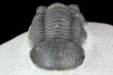 Paralejurus Trilobite Fossil - Cute Little Guy #68667-4